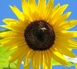 Sunflower Zonnebloem